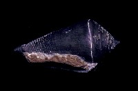 藏品(新腹足類)的圖片